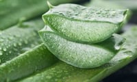 Beauty tips with amazing product Aloe Vera 